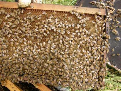 مقال: مواصفات النحل العامة | مملكة نحل العسل 