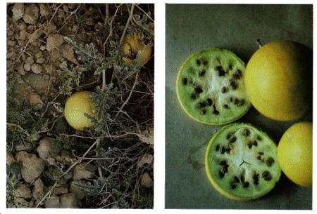 مقال: فوائد الليمون من القشرة الى البذرة | العلاج بالأعشاب الطبيعية  