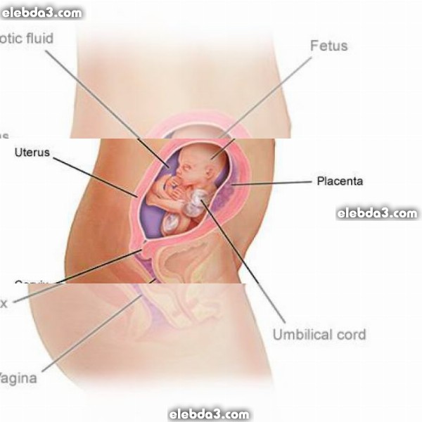 مقال: الشهر الخامس من الحمل | مراحل الحمل و تطور الجنين  