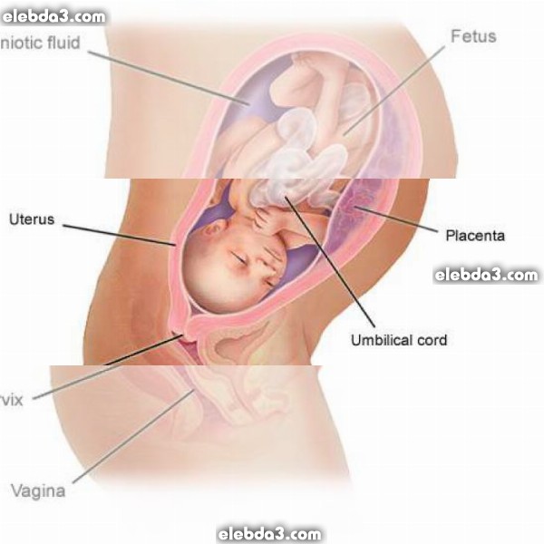 مقال: الشهر الثامن من الحمل | مراحل الحمل و تطور الجنين  
