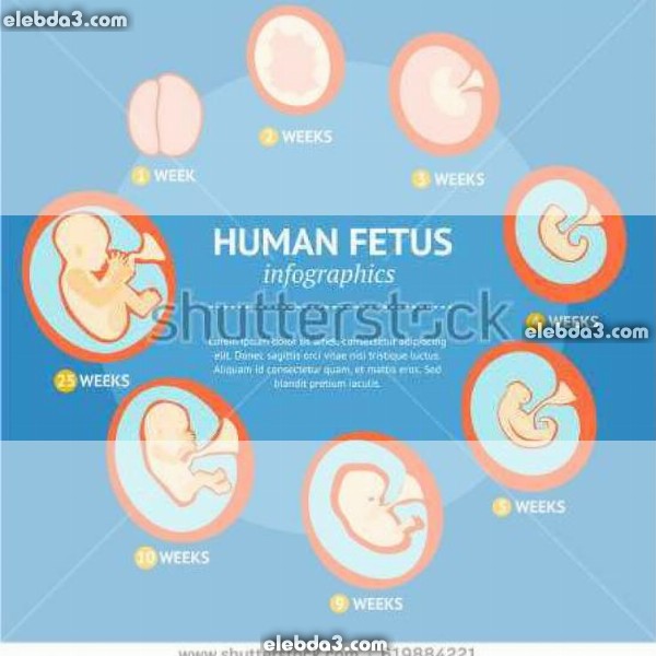 مقال: كيف ينمو الجنين في بطن امه | تطور الجنين 