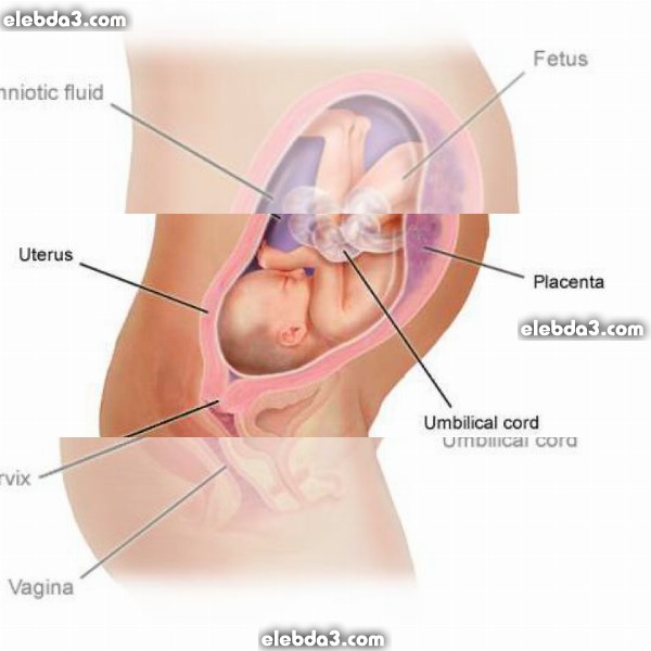 مقال: الشهر السابع من الحمل | مراحل الحمل و تطور الجنين  