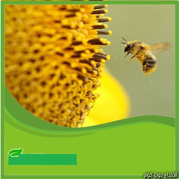 مقال: الأمراض التي تعالجها حبوب لقاح النحل  | منتجات النحل 
