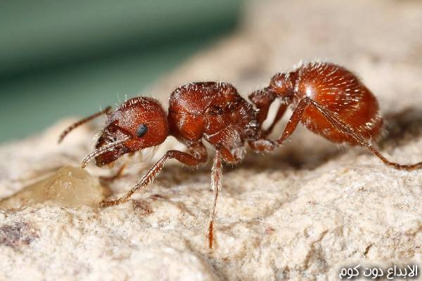 عالم النمل 