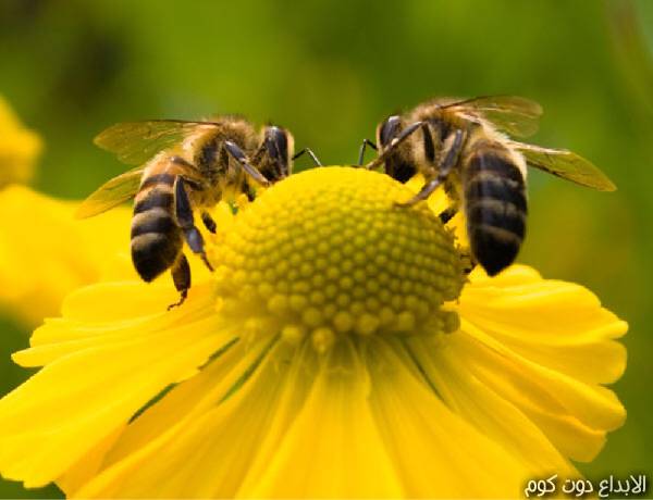 عالم النحل