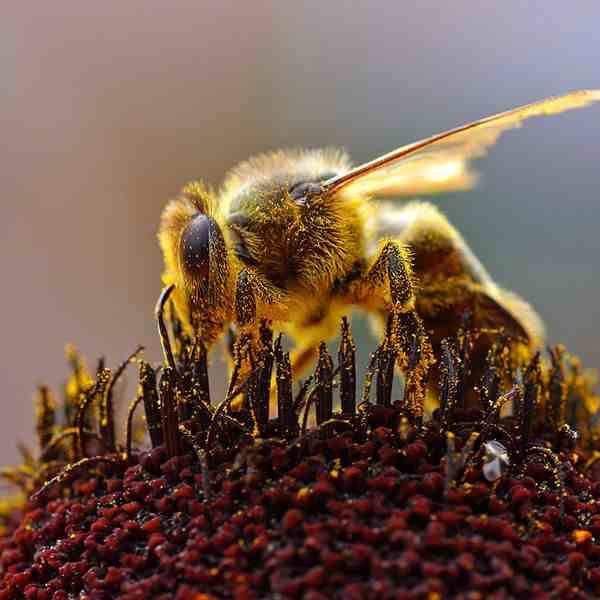 العلاج عبر سم النحل