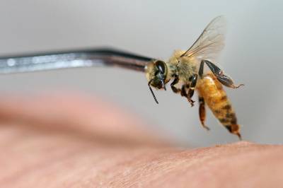 سم النحل علاج لخمسة وثلاثين مرضاً