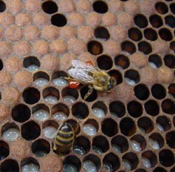 صمغ النحل