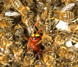الدبور من اشد المخلوقات فتكاً على النحل