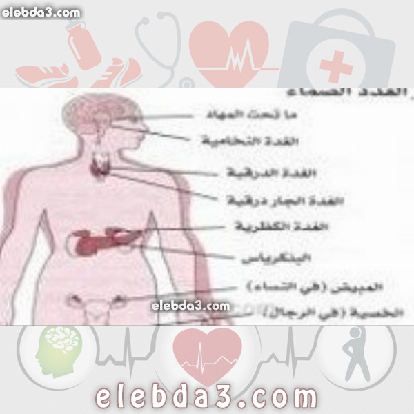 مقال: عدد الغدد في جسم الإنسان | امراض الغدد الصماء 