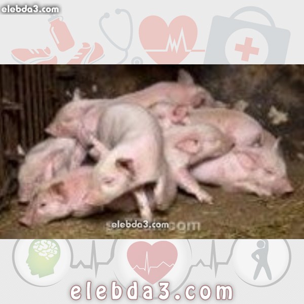 مقال: كيف الوقاية من انفلونزا الخنزير | الامراض المعدية 